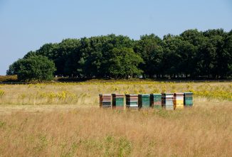 Successful Hive Move Hinges on Preparation